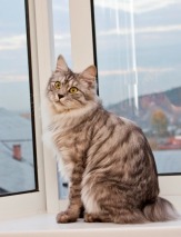 Котенок - котик Курильского бобтейла (чистое серебро!)