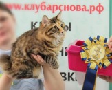 Котенок - кошечка Курильского бобтейла ШОУ - класса