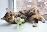 Яркие, породные котята - кошечки Курильского бобтейла