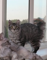 Котята - котики Курильского бобтейла (крупные, породные!)