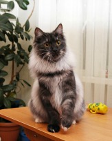 Шикарный котенок - юниор Курильского бобтейла в домашние любимцы