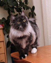 Шикарный котенок - юниор Курильского бобтейла в домашние любимцы