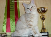 Красивый короткошерстный котенок - котик Курильского бобтейла ШОУ - класса