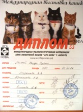 Красивый короткошерстный котенок - котик Курильского бобтейла ШОУ - класса