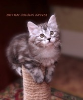 Крупный крепкий полудлинношерстный котенок - котик Курильского бобтейла (1,5 месяца)
