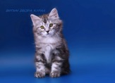 Крупный крепкий полудлинношерстный котенок - котик Курильского бобтейла (1,5 месяца)