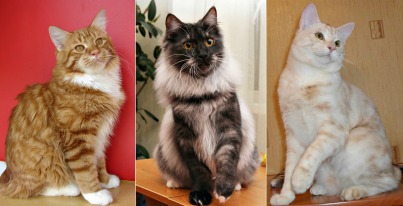Подрощенные котята - юниоры котики Курильского бобтейла