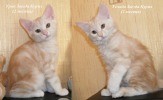 Очаровательные кото - детки Курильского бобтейла